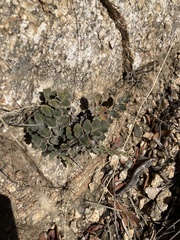 Astrolepis windhamii