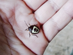 Insecta