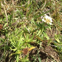 Spermacoce suaveolens