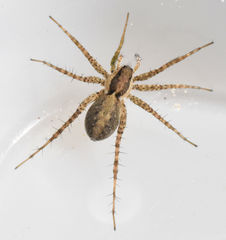 Pardosa delicatula