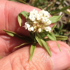 Spermacoce suaveolens
