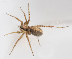 Pardosa delicatula