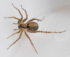 Pardosa delicatula