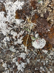 Poa maniototo