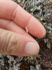 Poa maniototo