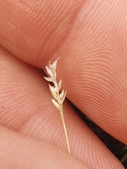 Poa maniototo