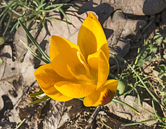 Crocus flavus