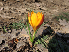 Crocus flavus