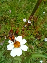 Eristalis bogotensis