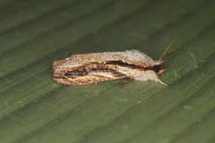 Iscadia argentea
