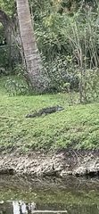 Iguana iguana