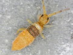 Entomobrya nigrocincta