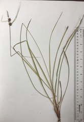 Carex elliottii