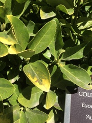 Euonymus japonicus radicans