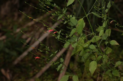 Dicliptera sexangularis image