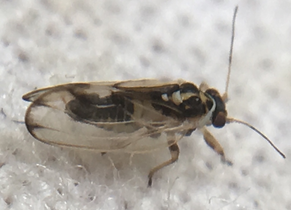 Cottony psyllid