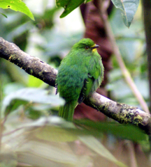 Scarlet-Breasted Fruiteater photo 2