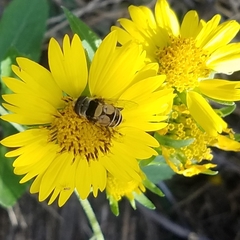 Eristalina