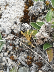 Stellaria gracilenta