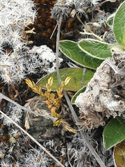 Stellaria gracilenta