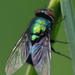 Common Green Bottle Fly - Photo (c) coloneljohnbritt, some rights reserved (CC BY-NC-SA)