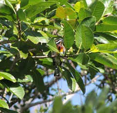 Spindalis zena benedicti