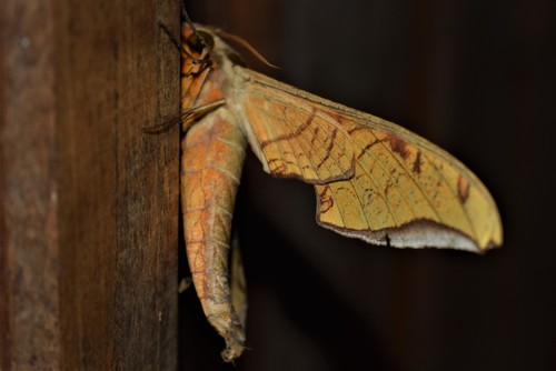Streaked Sphinx