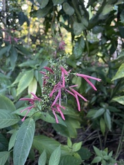 Dianthera secunda