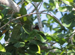 Spindalis zena benedicti