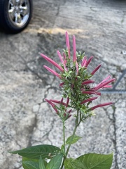 Dianthera secunda