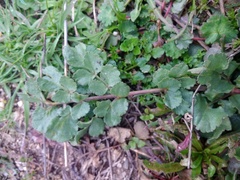 Pimpinella villosa