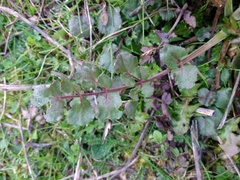 Pimpinella villosa