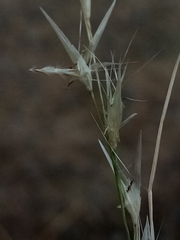 Rytidosperma racemosum