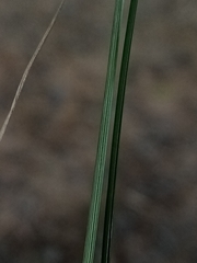 Rytidosperma racemosum