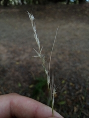 Rytidosperma racemosum