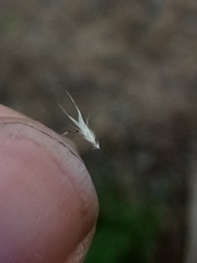 Rytidosperma racemosum