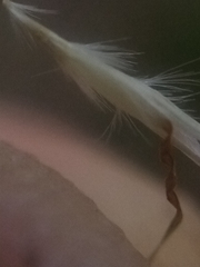 Rytidosperma racemosum