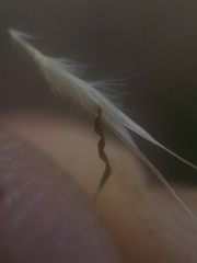 Rytidosperma racemosum