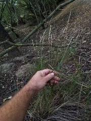 Rytidosperma racemosum
