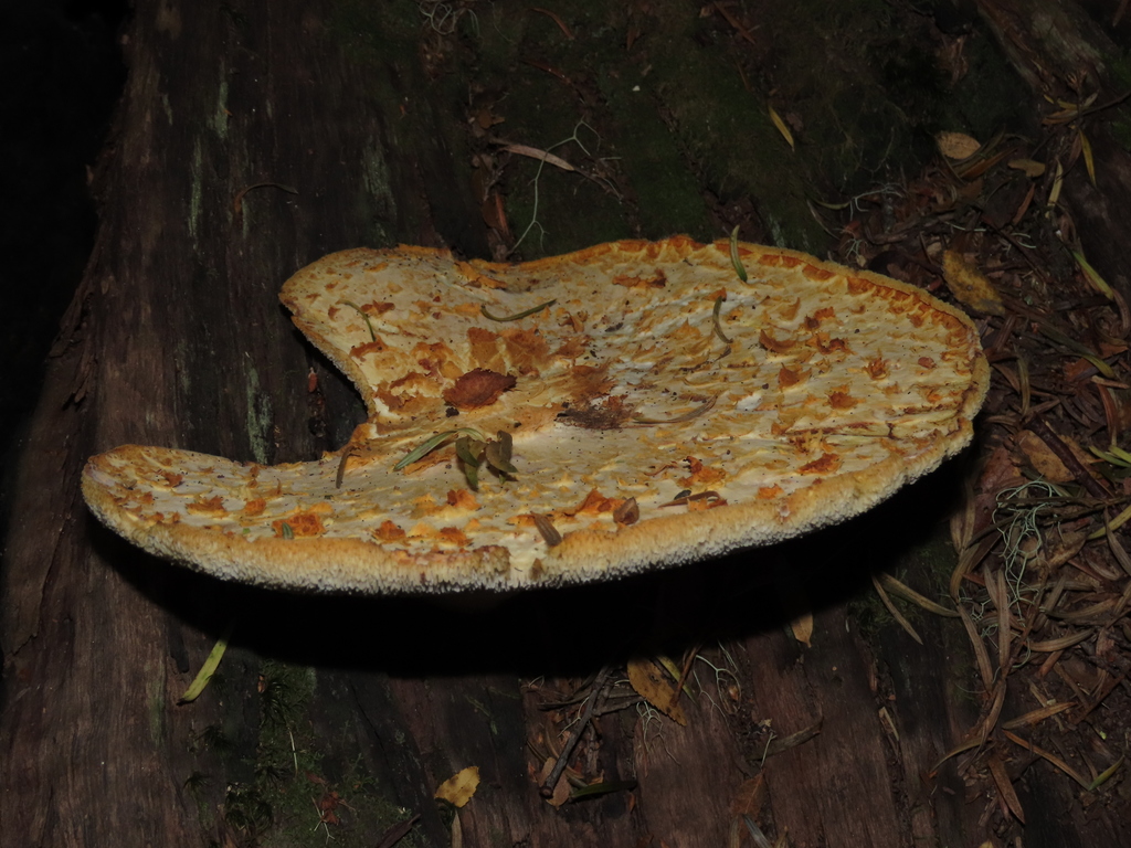 Fomitopsis maculatissima · February 2021 · photo: © nico_lavandero (iNaturalist, cc-by)