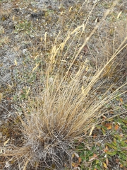 Festuca novae-zelandiae
