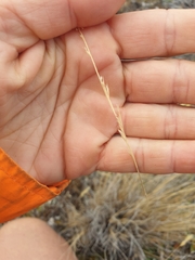 Festuca novae-zelandiae