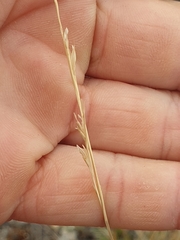 Festuca novae-zelandiae