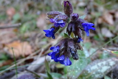 Pulmonaria longifolia