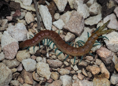 Scolopendra laeta