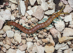 Scolopendra laeta