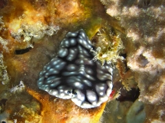 Pseudoceros imitatus