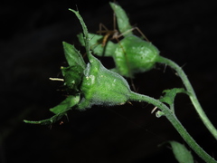 Loasa acanthifolia