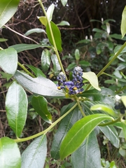 Monnina phillyreoides