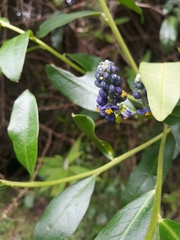 Monnina phillyreoides